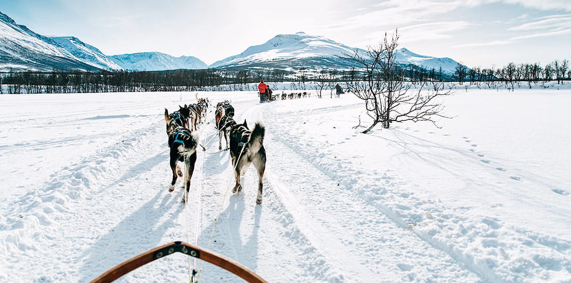 Dog sledding in Norway